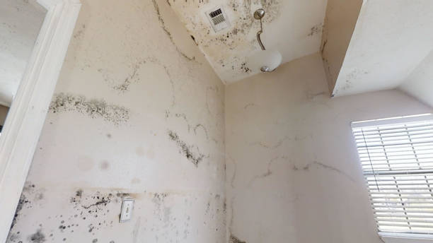 Best Emergency Mold Remediation  in Morehead, KY