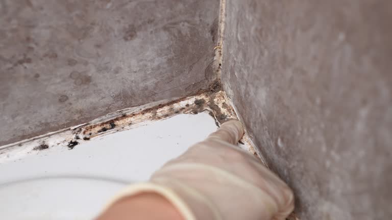 Best Mold Damage Restoration  in Morehead, KY